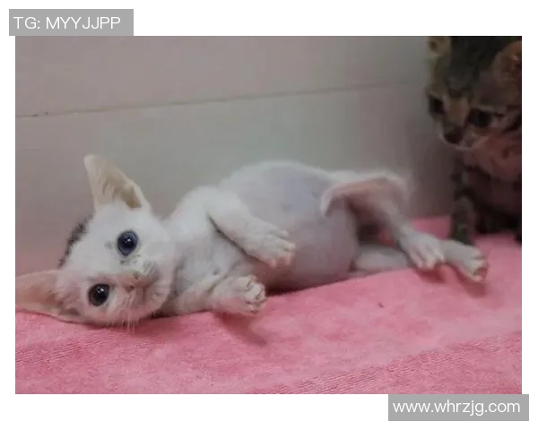 足球明星如何在比赛中巧妙应对猫咪的意外闯入与幽默互动