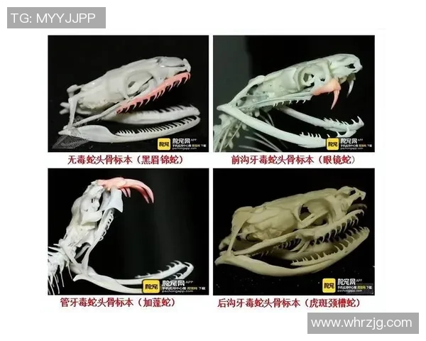 足球明星眼镜蛇的传说与传奇生涯揭秘他们如何在绿茵场上舞动人生 足球明星眼镜蛇的传说与传奇生涯揭秘他们如何在绿茵场上舞动人生